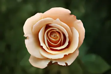 Documentary colorization - enhanced